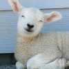 King-of-Dreams-Super-Matelas-Mousse-Poli-Lattex-Indformable-Face-Laine-Merinos-100-Tissu--lAlo-Vera-Hauteur-23-cm-Soutien-Trs-Ferme-Orthopdique-0-0 King of Dreams Super Matelas Mousse Poli Lattex Indéformable - Face Laine Merinos 100% -Tissu à l'Aloé Vera - Hauteur 23 cm - Soutien Très Ferme - Orthopédique
