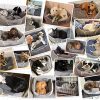 Pecute Panier Chien, Lit pour Chien, Panier pour Chien, Grand Panier Lit pour Chien Chat Animaux Favoris Coussin Amovible Gris Chaud Lavable en Machine