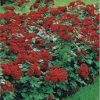 R’Garden | Engrais Organique Rosier et Arbustes à Fleurs | Engrais Ecologique | Fertilisant Naturel | Nourrit en Profondeur | Facile d’Utilisation | 500G