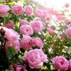 R’Garden | Engrais Organique Rosier et Arbustes à Fleurs | Engrais Ecologique | Fertilisant Naturel | Nourrit en Profondeur | Facile d’Utilisation | 500G