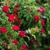 R’Garden | Engrais Organique Rosier et Arbustes à Fleurs | Engrais Ecologique | Fertilisant Naturel | Nourrit en Profondeur | Facile d’Utilisation | 500G