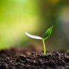 Baltic Worm L’Humus de vers - Engrais Universels Vermicompost Organique Pur - Terreau Naturel pour la Construction et L'amélioration des Plantes pour la Germination en Pot (1 x 5 litres)