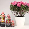 51CAR-CKEyL._AC_.jpg NUTRIONE ONELI500 Engrais Premium Liquide Universel 500 ML Luxuriantes | pour Toutes Plantes et Fleurs, Croissance Equilibrée, 500ml