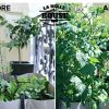 La Belle Bouse | Fertilisant Universel 250g | Naturel & Bio | Fabriqué en France | Convient à Toutes Les Plantes