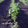 R’Garden | Engrais Organique Mixte Corne et Sang | Engrais Ecologique | Fertilisant Naturel | Nourrit en Profondeur | Facile d’Utilisation | 1KG