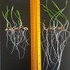 Baltic Worm L’Humus de vers - Engrais Universels Vermicompost Organique Pur - Terreau Naturel pour la Construction et L'amélioration des Plantes pour la Germination en Pot (1 x 5 litres)