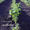 R’Garden | Engrais Organique Mixte Corne et Sang | Engrais Ecologique | Fertilisant Naturel | Nourrit en Profondeur | Facile d’Utilisation | 500G