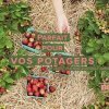 La Belle Bouse | Fertilisant Universel 250g | Naturel & Bio | Fabriqué en France | Convient à Toutes Les Plantes