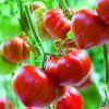 R’Garden | Engrais Organique Mixte Tomate et Potager | Engrais Ecologique | Fertilisant Naturel | Nourrit en Profondeur | Facile d’Utilisation | 1KG