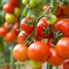 R’Garden | Engrais Organique Mixte Tomate et Potager | Engrais Ecologique | Fertilisant Naturel | Nourrit en Profondeur | Facile d’Utilisation | 1KG