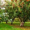 R’Garden | Engrais Organique Arbres Fruitiers | Engrais Ecologique | Fertilisant Naturel | Nourrit en Profondeur | Facile d’Utilisation | 3KG