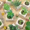 51SbMf28whL._AC_.jpg Feel Green Ecocube Arbre À Orchidées, L’Arbre Fleurit Comme Une Orchidée, Idée Cadeau (100% Ecologique), Grow-Your-Own/Kit Prêt-à-Pousser, Plantes Dans Des Cubes En Bois 7.5cm, Produit En Autriche