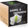 Feel Green Ecocube Arbre À Orchidées, L’Arbre Fleurit Comme Une Orchidée, Idée Cadeau (100% Ecologique), Grow-Your-Own/Kit Prêt-à-Pousser, Plantes Dans Des Cubes En Bois 7.5cm, Produit En Autriche