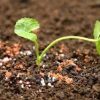 31HwtdLhGGL._AC_.jpg R’Garden | Engrais Organique Corne Broyée | Engrais Ecologique | Fertilisant Naturel | Nourrit en Profondeur | Facile d’Utilisation | 1KG