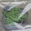 41D8CYvQdzL._AC_.jpg Wifehelper Film de Polyéthylène Transparent à la Poussière en Plastique D'agriculteur de Serre Chaude de Farmstrap pour L'utilisation à la Maison de Jardin(2 * 2M)