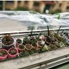 518TInQdpkL._AC_.jpg Wifehelper Film de Polyéthylène Transparent à la Poussière en Plastique D'agriculteur de Serre Chaude de Farmstrap pour L'utilisation à la Maison de Jardin(2 * 2M)