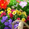 BIOTICA HUMICUM Humus de Vers de Terre - 25 Litres - 100% Fertilisant Naturel - Idéal comme engrais pour plantes légumes fleurs pelouses et arbres fruitiers - Terreau universel Humus de Lombric