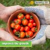 51GXrTrAlOL._AC_.jpg Nortembio Agro Sulfate de Magnésium Naturel 2x1,2 Kg. Utilisation Universelle. Améliore la Croissance des Cultures, des Jardins, des Plantes d’Intérieur et d’Extérieur.