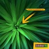 51dTPNxzIL._AC_.jpg SOLABIOL SOPALMY15 Engrais palmiers et plantes méditerranéennes 1,5 Kg, Utilisable en Agriculture Biologique