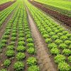 61-JUqeHP1L._AC_.jpg æ— Lot de 12 cerceaux de serre de jardin durables - Support de serre tunnel pour serre de jardin