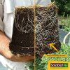 61L2PKr10pL._AC_.jpg SOLABIOL SOPALMY15 Engrais palmiers et plantes méditerranéennes 1,5 Kg, Utilisable en Agriculture Biologique