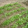 61eSULPSnnL._AC_.jpg Redsa Lot de 6 arceaux de serre en acier avec revêtement en plastique antirouille pour serre de jardin 120 x 48 x 48 cm