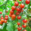 R'Garden | Engrais Organique Tomates, Potager & Pommes de Terre | Engrais Ecologique Biologique | Fertilisant Naturel | Nourrit en Profondeur | Facile d’Utilisation | 1KG