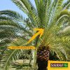 61n7Y6L4DqL._AC_.jpg SOLABIOL SOPALMY15 Engrais palmiers et plantes méditerranéennes 1,5 Kg, Utilisable en Agriculture Biologique