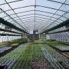 61wVk-usIvL._AC_.jpg HENGMEI Lot de 14 plaques alvéolaires en Polycarbonate 4 mm 60,5 x 121cm Résistant aux UV, 10,25 m² Transparent Feuille Double Paroi pour Serre de Jardin, Serre