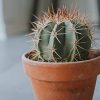 41csKQn1QQL._AC_.jpg OR BRUN Engrais Cactus et Plantes Grasses, Vert, 300 ml