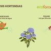 CULTIVERS Engrais Ecologique Liquide Hortensia 1 L - Plus de Floraison et de Couleur Intensifiante - Plantes Saines et Fortes - Engrais 100% Naturel