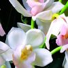 41fRDt4RzOL._AC_.jpg BSI Engrais pour Orchidée, Blanc