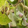 41ipfAec2YL.jpg INTRUDER® Engrais spécial -Plantes bio protectrices naturelles. Écologique (500 m2). Pas de biocide