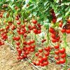 51DZg7HMLnL._AC_.jpg bleu & marine Bretania Sel Epsom Engrais de Jardin Universel Ecologique 1.2 kg Fertilisant Potager Nutriment Plantes d'intérieur, Feuilles Jaunes, Tomates, Pelouse