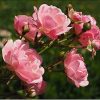 41gf1qnqW3S._AC_.jpg Terra Fertilis - Revitalisant rosiers - Engrais à base d'algues marines